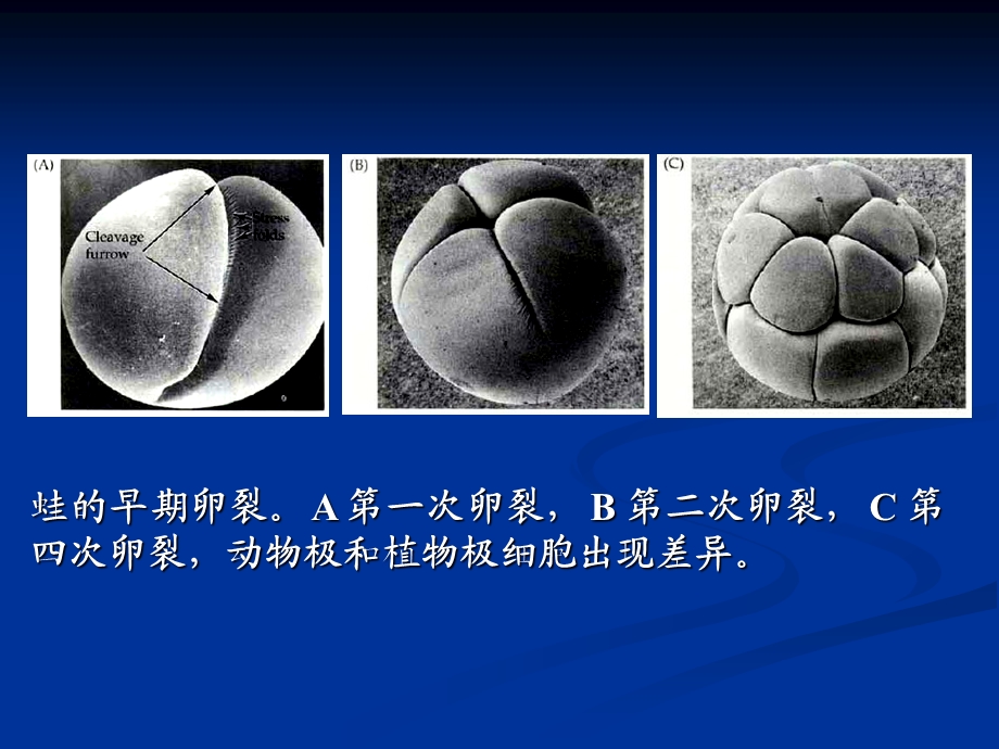 卵细胞分裂.ppt_第3页