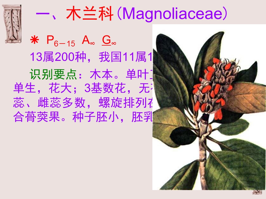 《被子植物分类》PPT课件.ppt_第2页