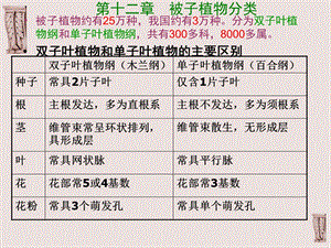 《被子植物分类》PPT课件.ppt