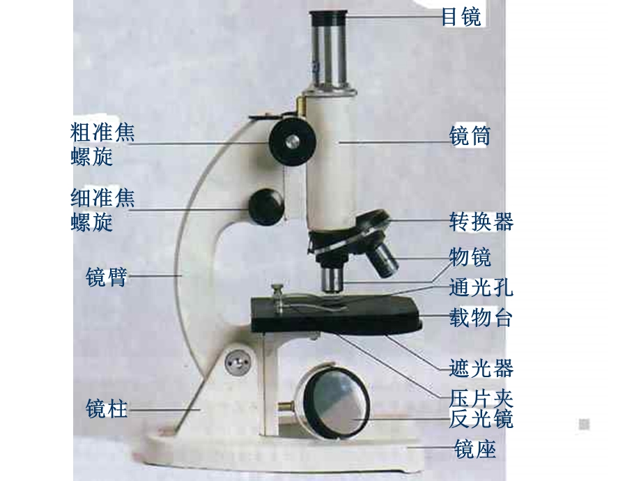 观察细胞.ppt_第2页