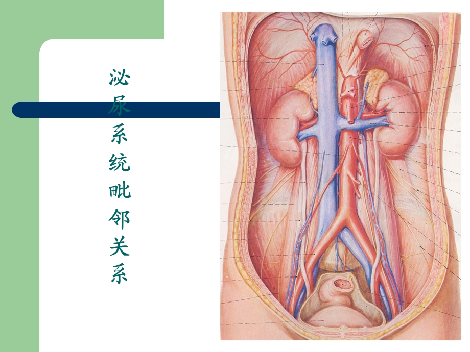 《逆行肾盂造影》PPT课件.ppt_第2页