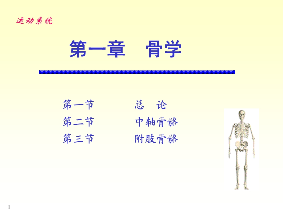 骨骼系统解剖学.ppt_第1页