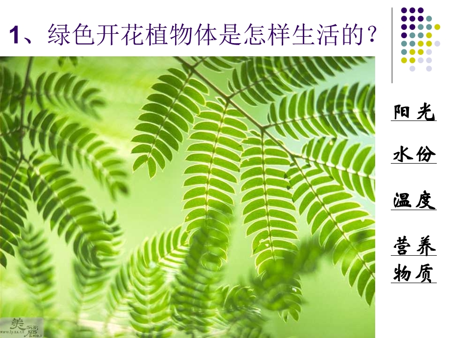 【教学课件】第二节植物体的结构层次.ppt_第2页