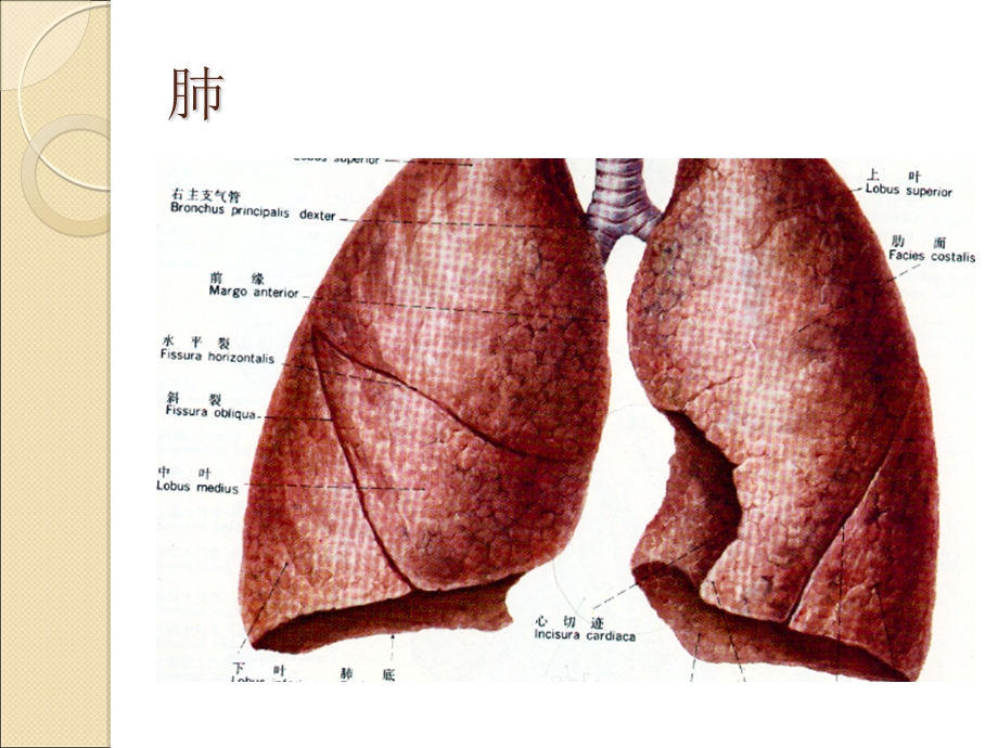 《肺病科护理常规》PPT课件.ppt_第2页