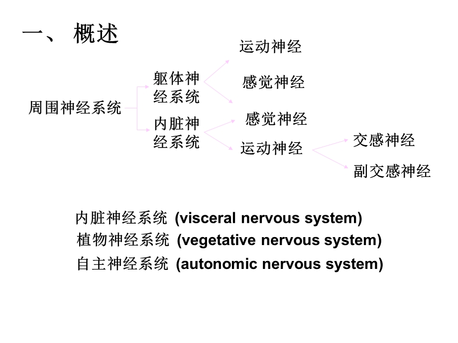 内脏神经liyuan.ppt_第3页