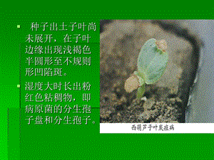 《西葫芦栽培管理》PPT课件.ppt