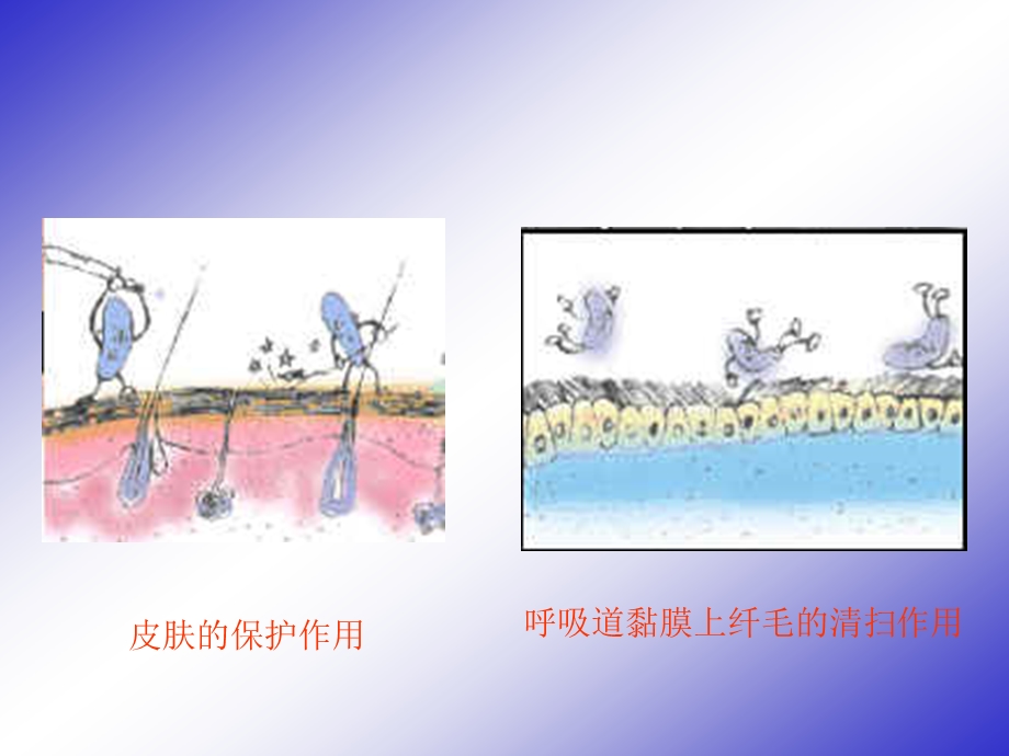 第十二章免疫精品PPT课件.ppt_第3页