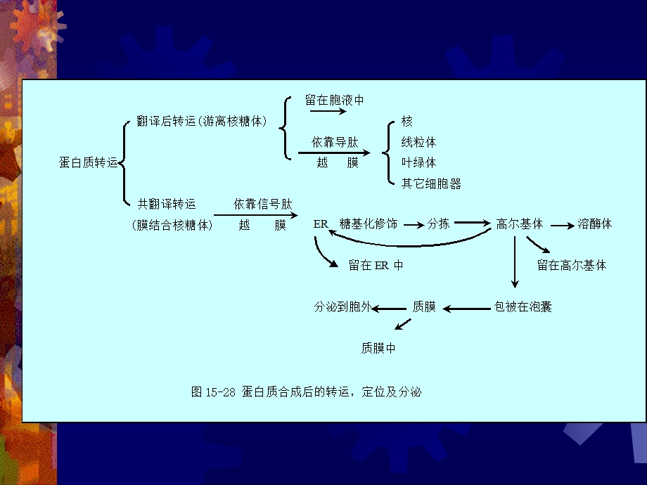 第二节蛋白质的越膜运输.ppt_第2页