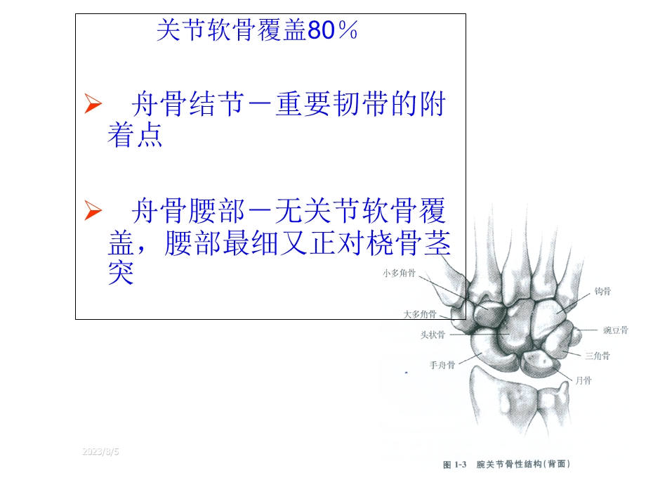 《腕部舟状骨骨折》PPT课件.ppt_第3页