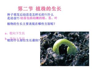 【教学课件】第二节植株的生长.ppt