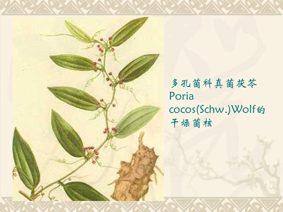 利水渗湿药 茯苓 中药临床药理学 药理学 中药学.ppt_第2页