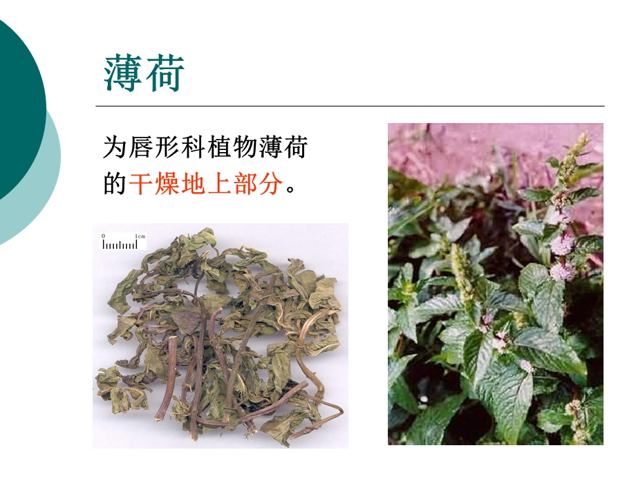 第 二 节 发 散 风 热 药.ppt_第2页