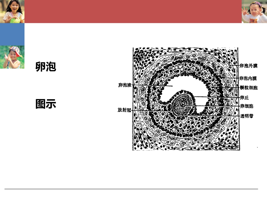 卵泡小内膜薄怎么治.ppt_第3页