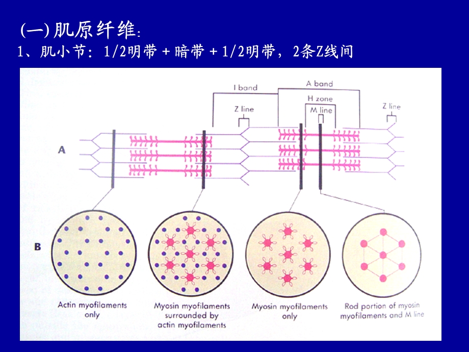 肌细胞的收缩功能.ppt_第3页