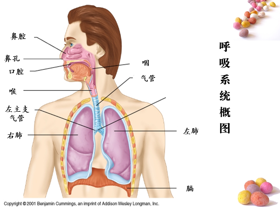 第二十七章作用于呼吸系统的药物.ppt_第2页