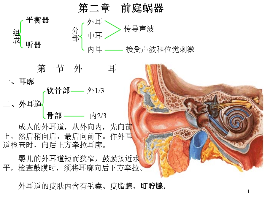 耳解剖图.ppt_第1页