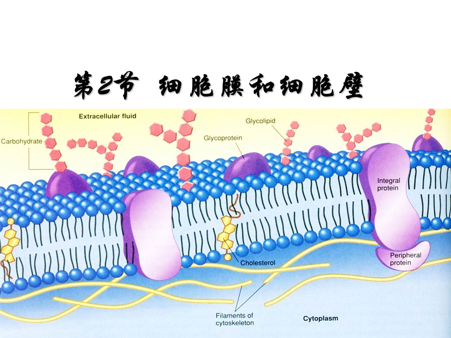 第细胞膜和细胞壁.ppt_第1页