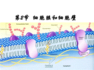 第细胞膜和细胞壁.ppt