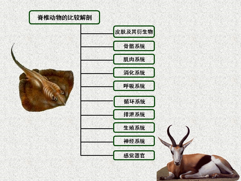 《脊椎动物比较解剖》PPT课件.ppt_第1页