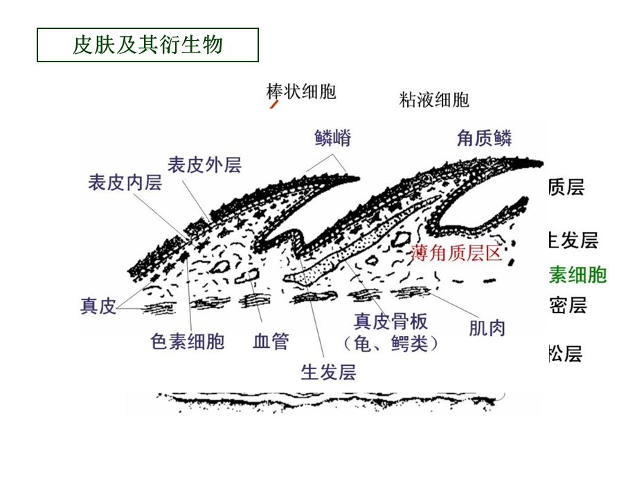 《脊椎动物比较解剖》PPT课件.ppt_第2页