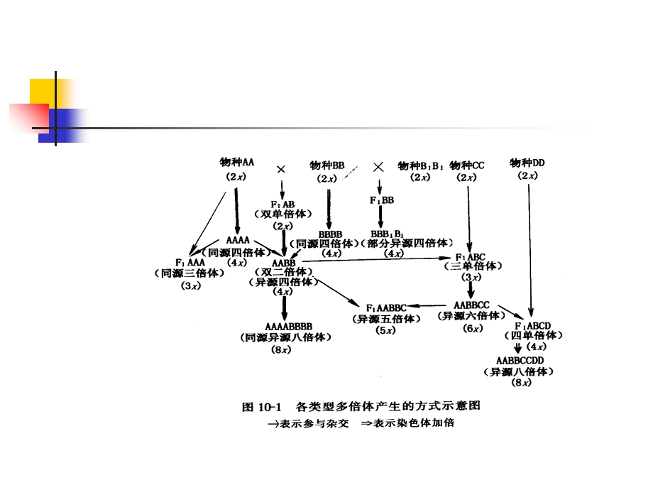 【教学课件】第十章倍性育种(PloidyBreeding).ppt_第3页