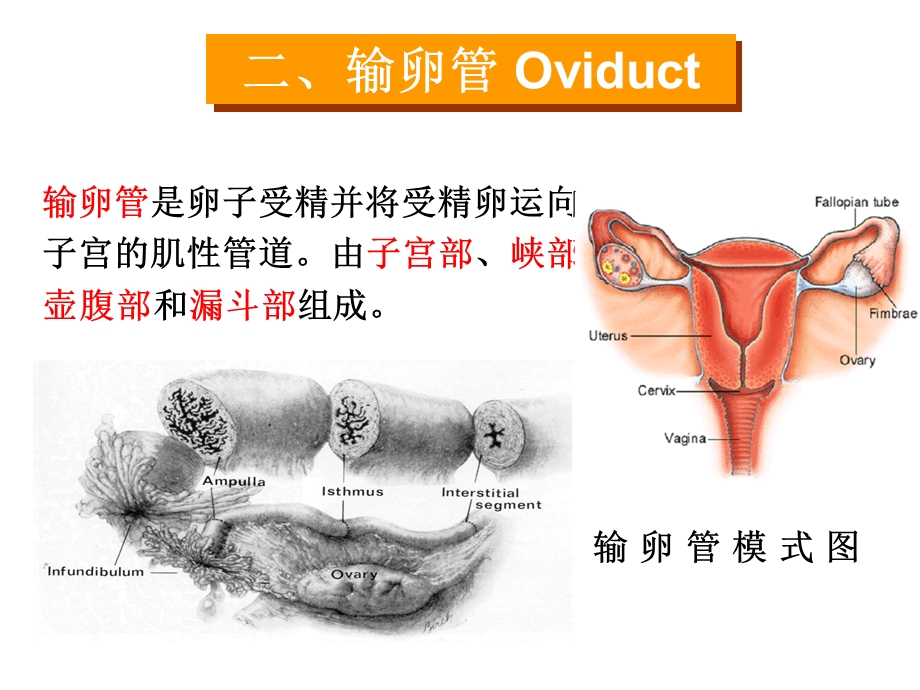 《输卵管与子宫》PPT课件.ppt_第3页