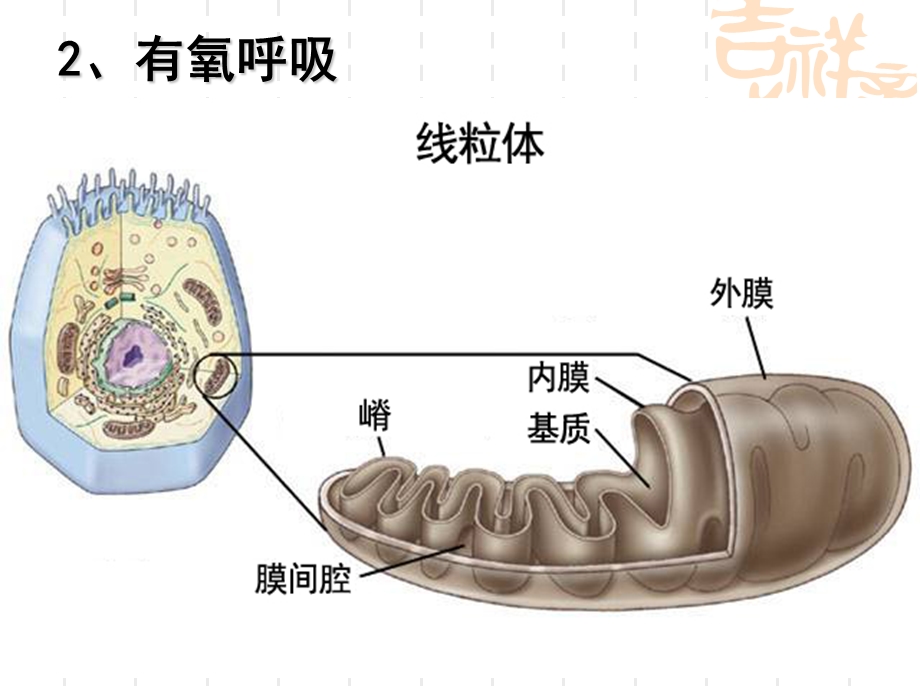 第节ATP的主要来源细胞呼吸.ppt_第3页