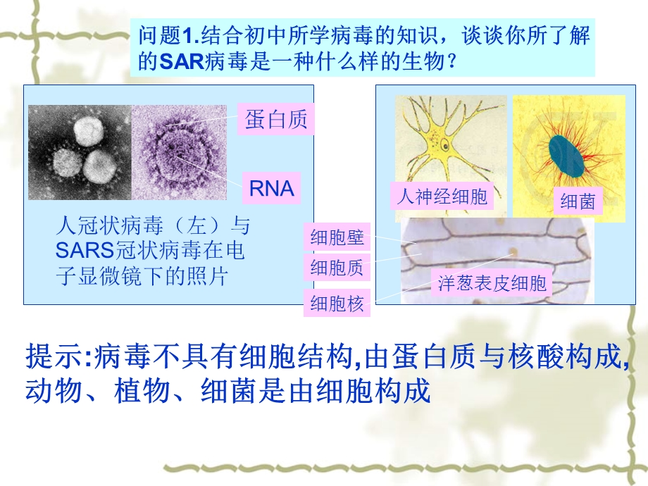 非典的元凶冠状病毒.ppt_第3页