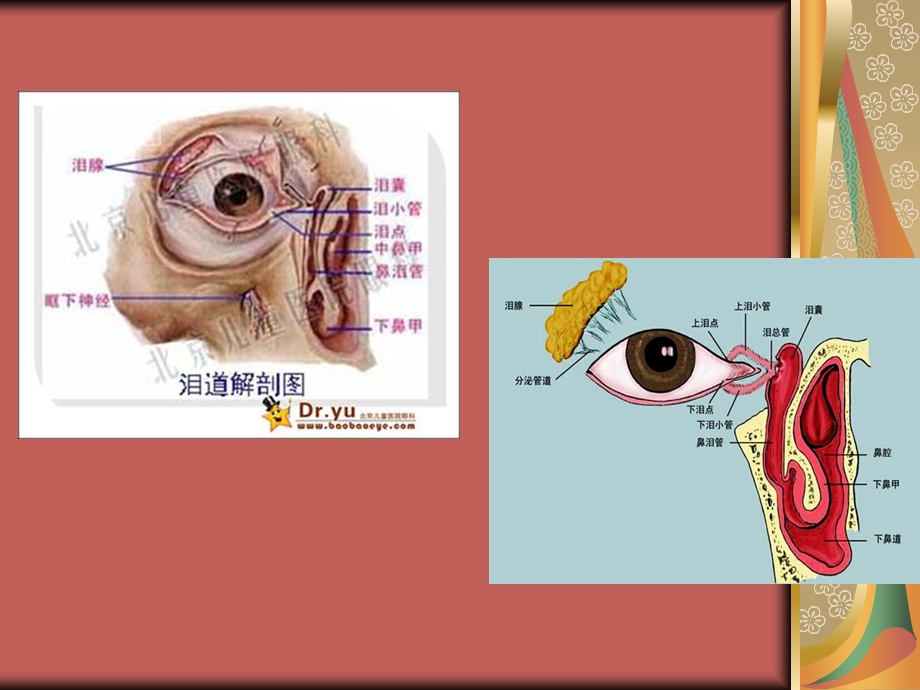 泪道疾病新技术新进展.ppt_第2页