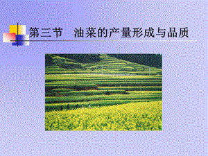 【教学课件】第三节油菜的产量形成与品质.ppt