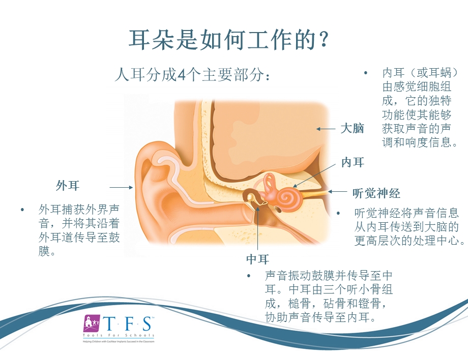 CIEP讲稿人工耳蜗知识入门.ppt_第3页