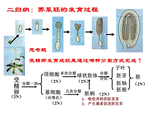 《荠菜的发育过程》PPT课件.ppt