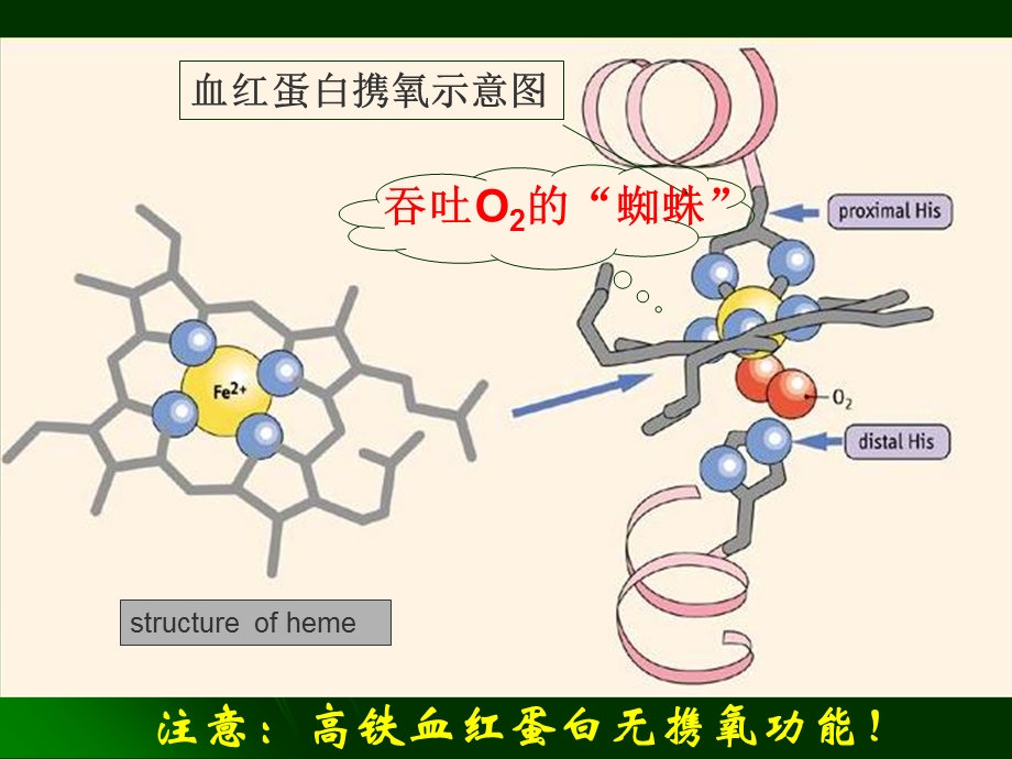 《铁与生命动力》PPT课件.ppt_第2页