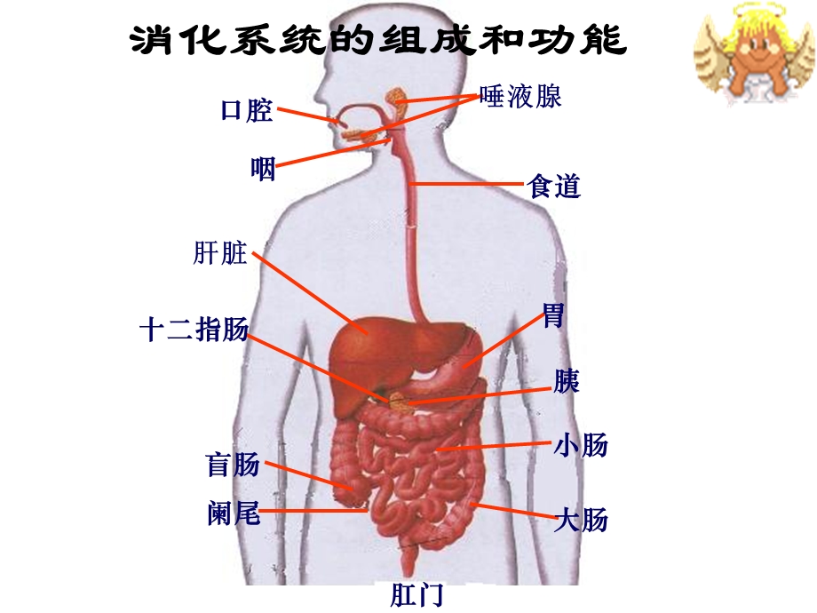 第二章人体的营养.ppt_第3页