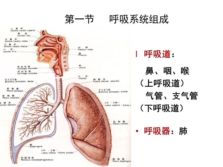 《让呼吸畅通无阻》PPT课件.ppt_第3页