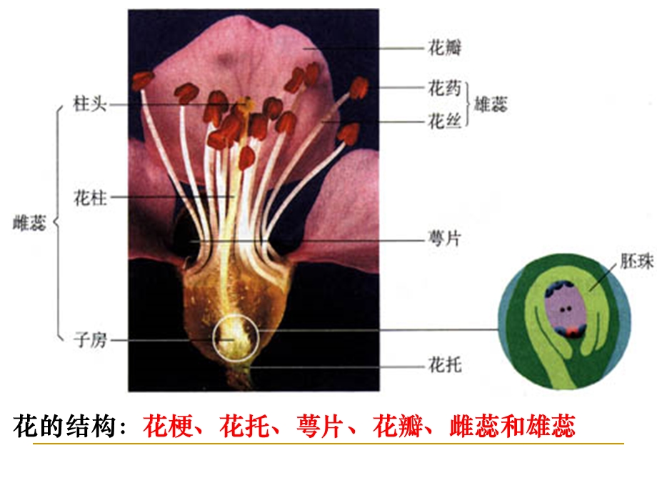 课题2月季的花药培养.ppt_第2页