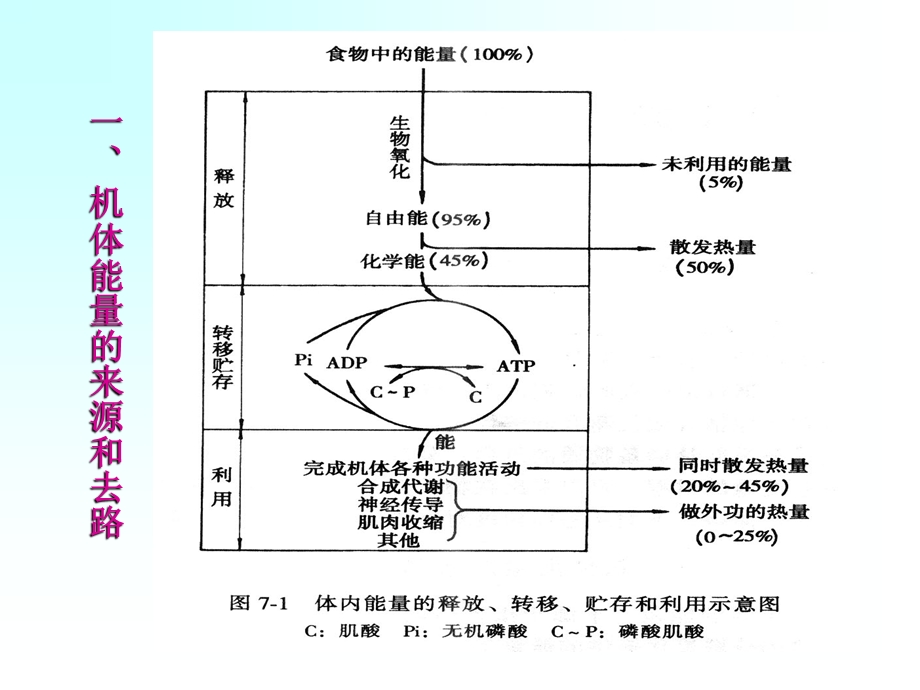 【教学课件】第七章能量代谢与体温.ppt_第2页