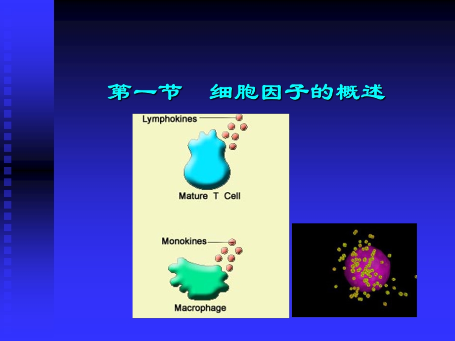 第五章细胞因子.ppt_第2页