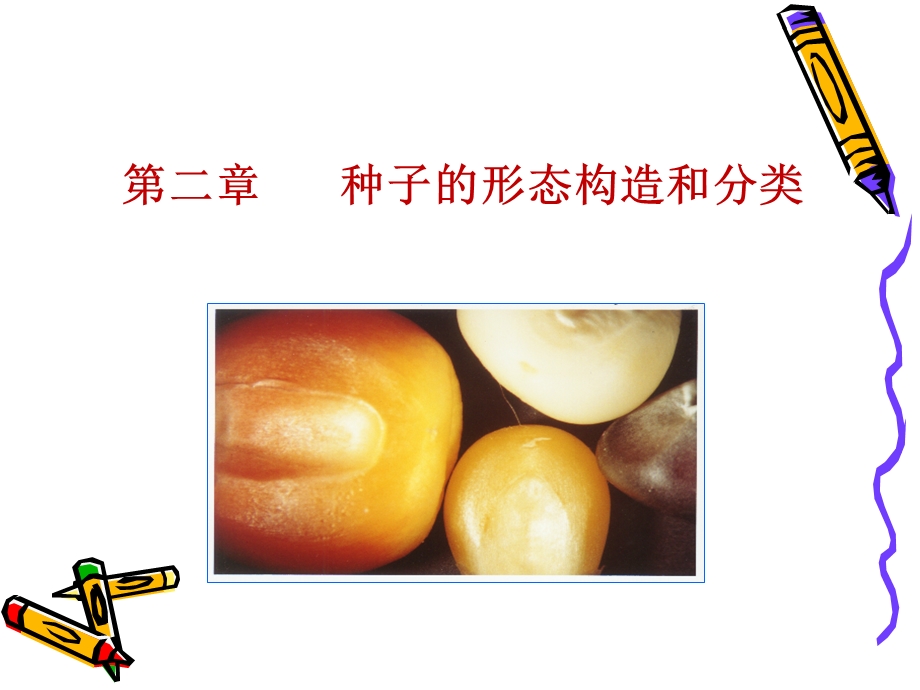 【教学课件】第二章种子的形态构造和分类.ppt_第2页