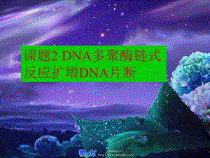 课题2DNA多聚酶链式反应扩增DNA片断.ppt