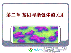 【教学课件】第二章基因与染色体的关系.ppt