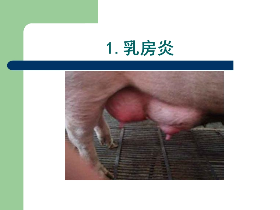 母猪产科疾病.ppt_第3页