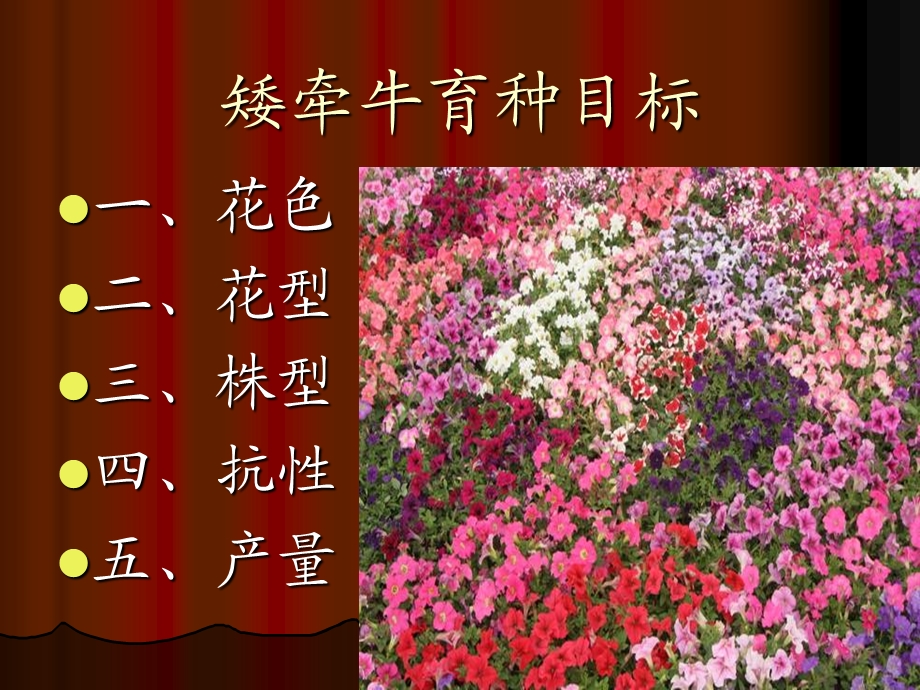 《矮牵牛的育种目标》PPT课件.ppt_第2页