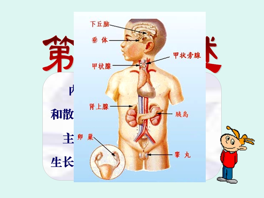 内分泌课件PPT.ppt_第2页