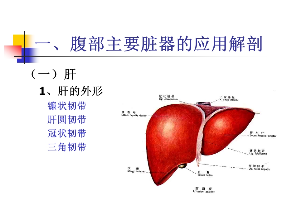 腹部的断面解剖学.ppt_第2页