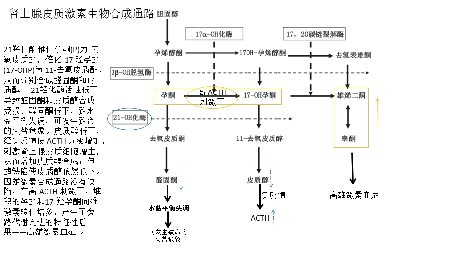 《羟化酶缺乏》PPT课件.ppt_第3页