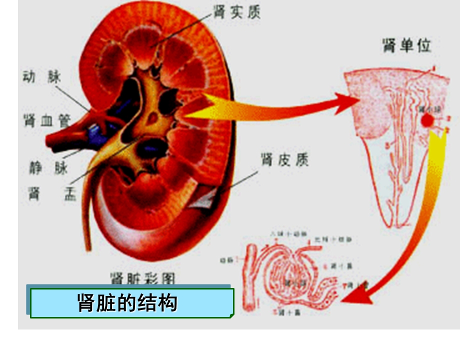 第二十二章w利尿药与脱水药.ppt_第3页