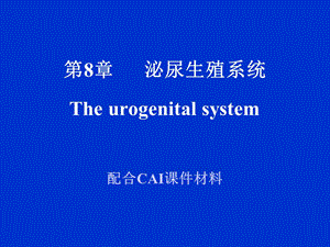 【教学课件】第8章泌尿生殖系统Theurogenitalsystem.ppt