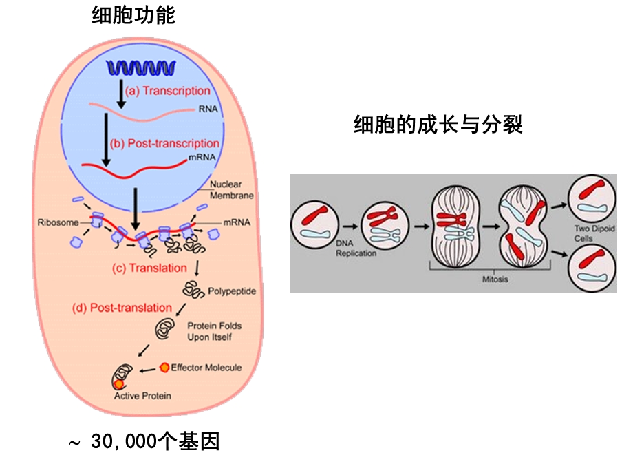 《金紫肽干细胞》PPT课件.ppt_第2页