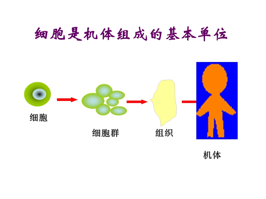 《金紫肽干细胞》PPT课件.ppt_第3页